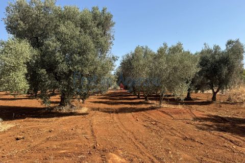 Farm hus i Ostuni, Brindisi, Ostuni - € 85.000 | Ref: 172956 - foto 15